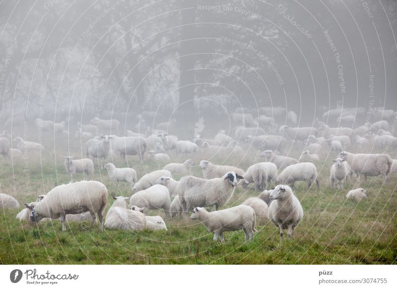 Määäh Umwelt Natur Landschaft Tier Frühling Nebel Wiese Weide Nutztier Schaf Schafherde Tiergruppe Herde kalt grün weiß Wolle Lamm Lammfleisch Schäfer