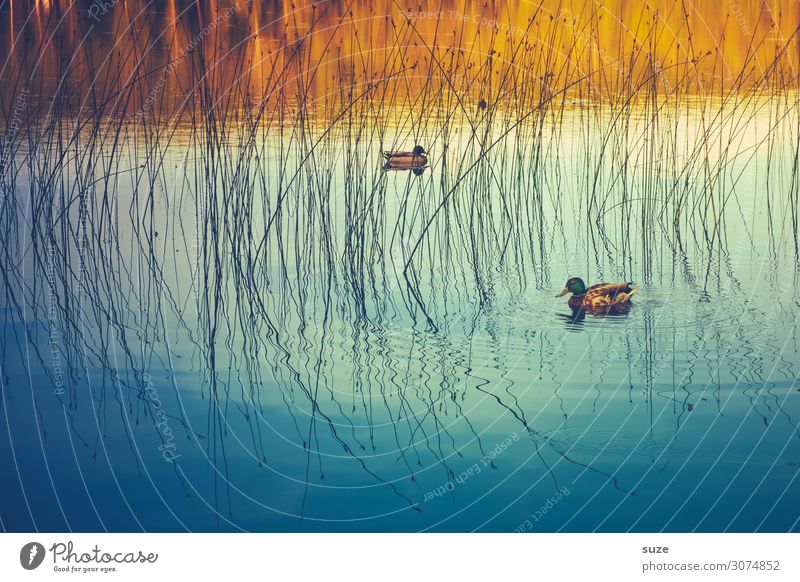 Freibadente ruhig Schwimmen & Baden Umwelt Natur Tier Wasser Herbst Wetter Teich See Wildtier Vogel ästhetisch frei blau Stimmung Zufriedenheit Zusammensein