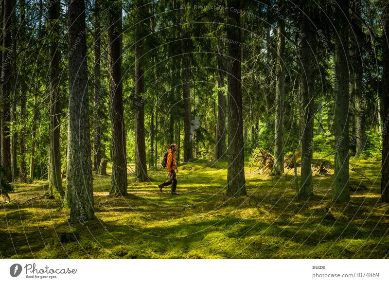Das wars - ab nach Hause Wald Schweden Urlaub Wandern Freiheit Umwelt Natur grün Nadelwald Kiefern Weg Ziel Klima Gesundheit Mensch Märchen Märchenwald