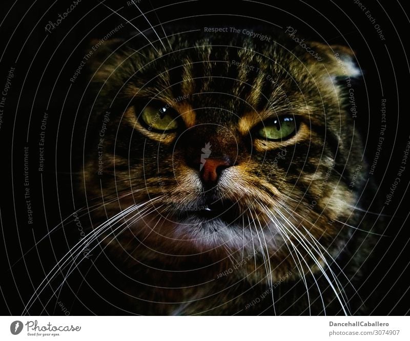Porträt einer Katze Tierporträt Tiergesicht Haustier Tierliebe Coolness lustig niedlich rebellisch Gefühle Stimmung selbstbewußt Kraft Macht achtsam Verachtung