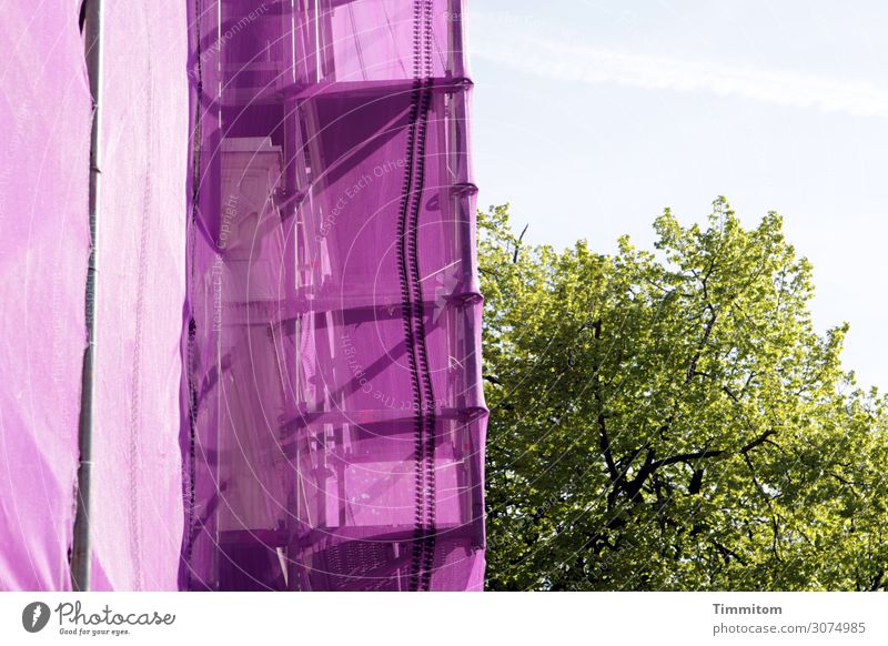 Oh look, so beautiful! Ferien & Urlaub & Reisen Umwelt Pflanze Himmel Baum Park Niederlande Haus Fassade Kunststoff grün violett Gefühle Schutz verhüllen