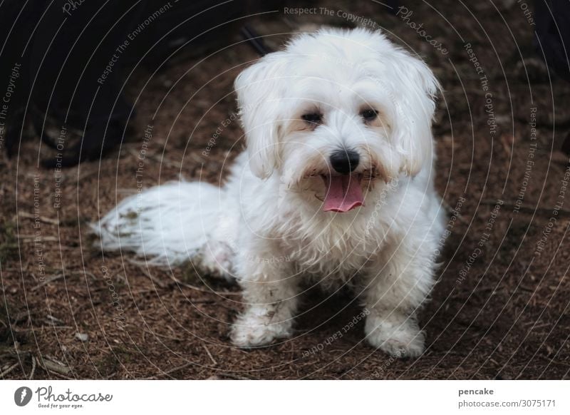 felix Natur Wald Tier Haustier Hund 1 authentisch Freundlichkeit Gesundheit niedlich weiß Waldboden dreckig Zunge atmen ausruhend Fell Malteser Farbfoto