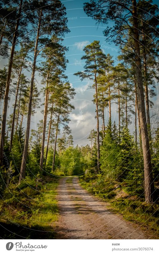 Auf lichtem Weg Gesundheit Wohlgefühl ruhig Ferien & Urlaub & Reisen Ausflug Abenteuer Freiheit wandern Umwelt Natur Landschaft Pflanze Klima Sträucher Wald