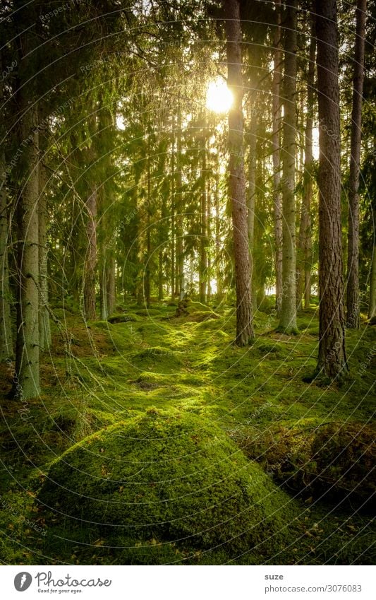 Bei den Hobbits Wald Schweden Urlaub Wandern Freiheit Umwelt Natur grün Nadelwald Kiefern Weg Ziel Klima Gesundheit Mensch Märchen Märchenwald geheimnisvoll