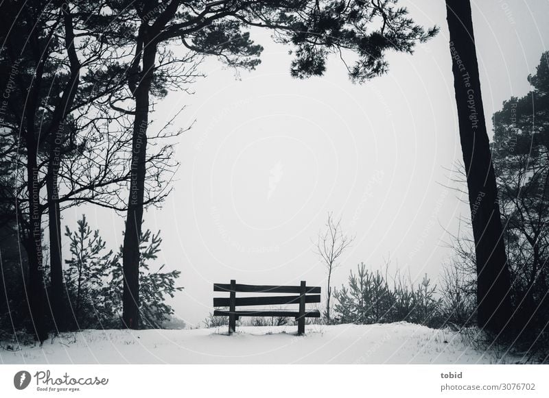 Winteridylle mit Ausblick Natur Landschaft Horizont Wetter Nebel Schnee Baum Sträucher Wald dunkel Unendlichkeit Einsamkeit Idylle Ferne Bank holzba