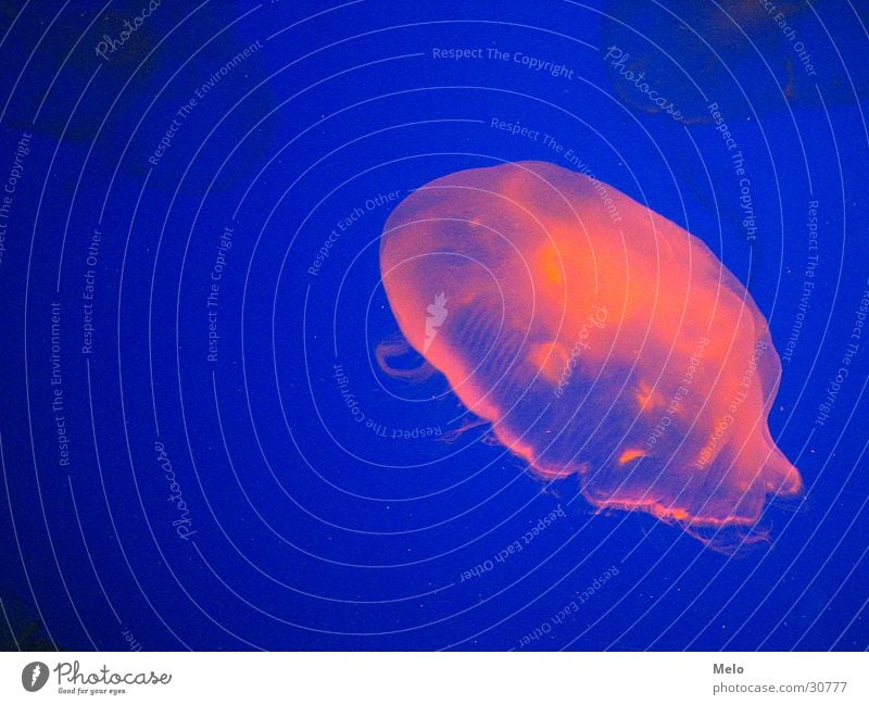 jellyfish Qualle Aquarium rosa Singapore Erfolg underwaterworld