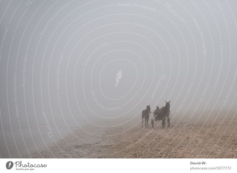 Pferderennen mit Kutsche im Nebel am Strand Sport Pferdesport nebelig