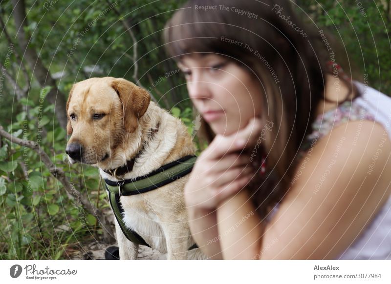 Labrador mit jungen Frau im Wald Stil schön harmonisch Junge Frau Jugendliche 18-30 Jahre Erwachsene Natur Sommer Schönes Wetter brünett blond Hund Blick warten