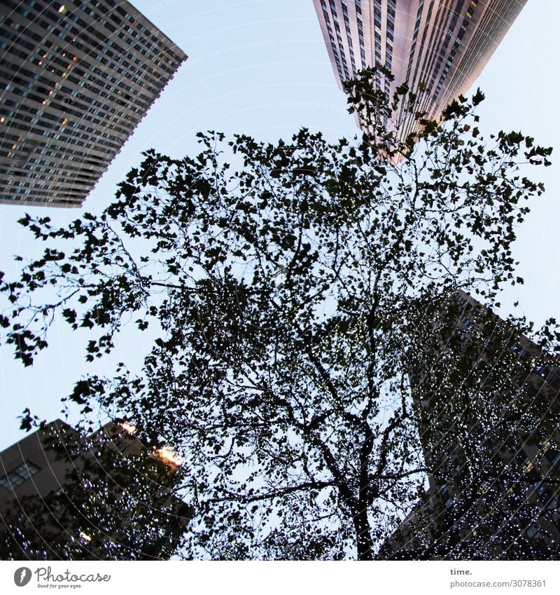 Arroganz & Ohnmacht Himmel Pflanze Baum Boston Massachusetts USA Stadtzentrum Hochhaus Turm Bauwerk Gebäude Architektur hoch kalt Kraft Macht Sorge Schmerz