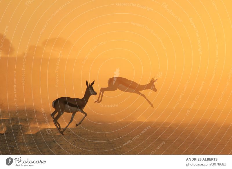 Springbock-Silhouette - Afrikanische Tierweltwunder Umwelt Natur Landschaft Urelemente Erde Sonne Sommer Wetter Schönes Wetter Park Feld Savanne Wildtier