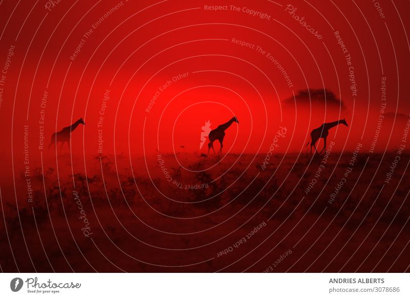 Giraffen-Silhouette - Wundern durch Rot elegant Sinnesorgane Erholung ruhig Sommer Umwelt Natur Landschaft Tier Urelemente Erde Luft Himmel Nachthimmel Horizont
