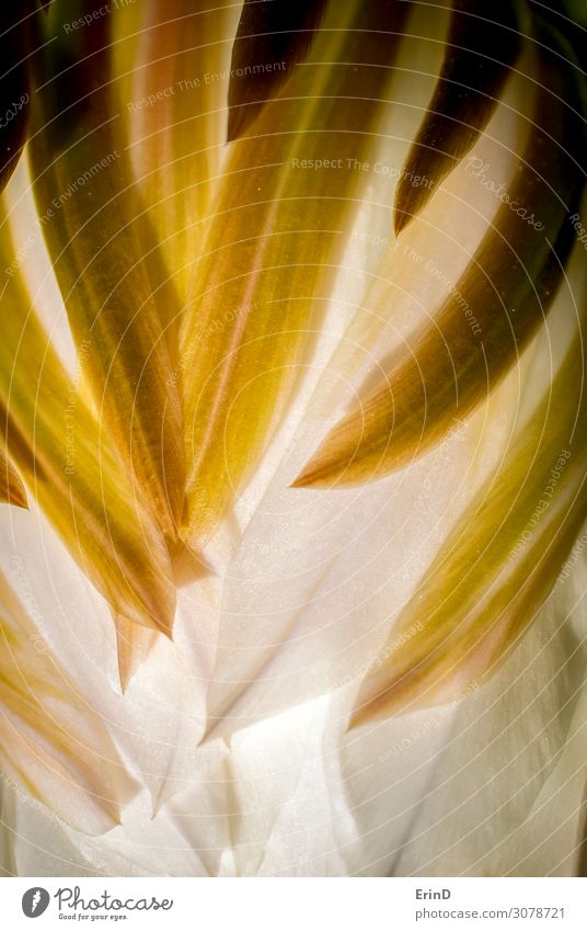 Design in Blütenblatt Makro mit Kurven und Linien in Kaktusblume schön Natur Blume außergewöhnlich Coolness frisch einzigartig natürlich reich weich weiß