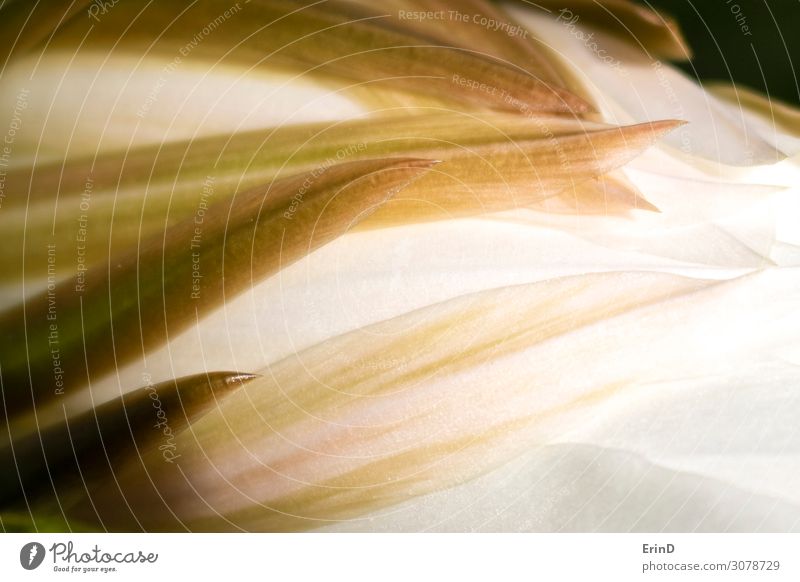 Punkte und Kurven im Blütenblatt Makro Nacht Blühender Kaktus Design schön Natur Blume außergewöhnlich Coolness frisch einzigartig natürlich reich weich weiß