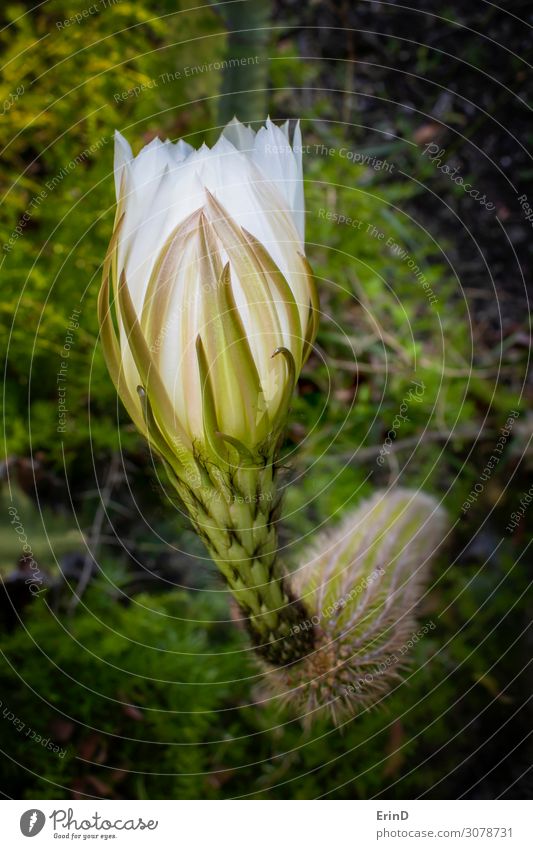 Unerwartete riesige Kaktusblume wartet auf Blütezeit Design schön Natur Blume außergewöhnlich Coolness frisch einzigartig natürlich reich weich weiß