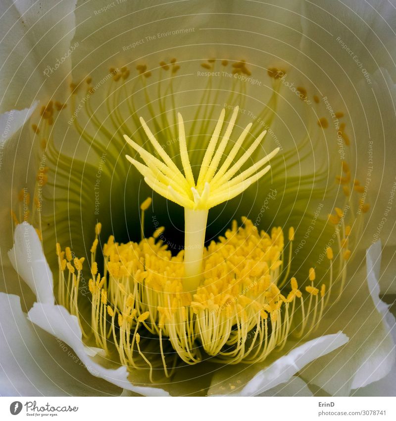 Komplizierte Formen Makro Nacht Blühende Kaktusblume Design schön Natur Blume außergewöhnlich Coolness frisch einzigartig natürlich reich weich weiß