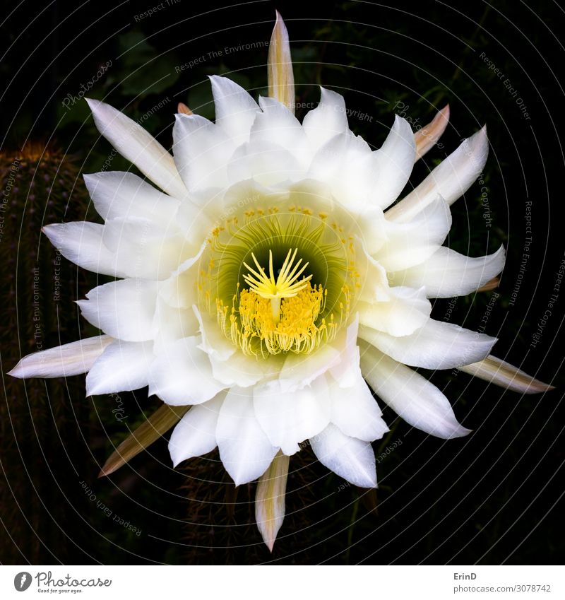 Riesige weiße und gelbe extravagante Kaktusblüte Design schön Natur Blume außergewöhnlich Coolness frisch einzigartig natürlich reich weich Gelassenheit Farbe