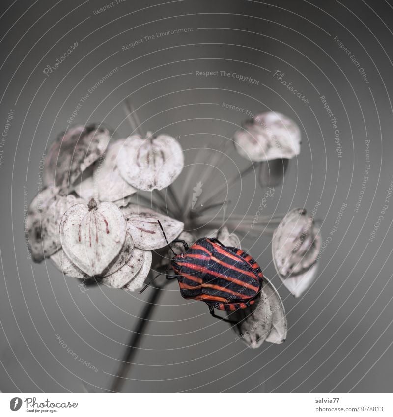 Streifenwanze Umwelt Natur Herbst Pflanze Blüte Samen Bärenklau Doldenblütler Tier Käfer Wanze Insekt 1 krabbeln klein rot schwarz Kontrast Strukturen & Formen
