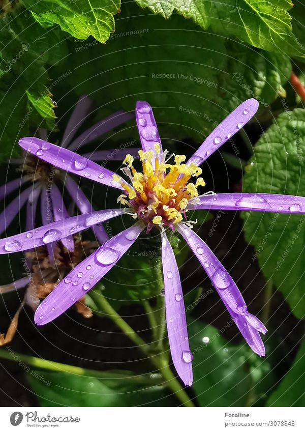 Nach dem Regen Umwelt Natur Pflanze Urelemente Wasser Wassertropfen Sommer Blume Blatt Blüte Garten hell nah nass natürlich grün violett Blühend Blütenblatt