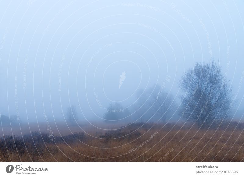 nebulös | Aussichten wandern Umwelt Natur Landschaft Pflanze Urelemente Luft Wasser Wassertropfen Herbst Nebel Baum Gras Sträucher Moor Sumpf Hohes Venn