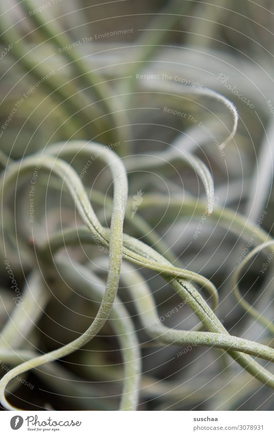 gewusel (2) Botanik Botanischer Garten Gewächshaus Pflanze bewachsen Wachstum Natur Blatt exotisch außergewöhnlich schlangenförmig Anhäufung Wellenform