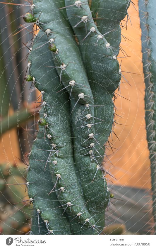 verdrehter kaktus Kaktus Kakteenart Stachel Stamm stachelig spitz schmerzhaft Vorsicht Gewächshause Pflanze Detailaufnahme Natur exotisch Wüstenpflanez