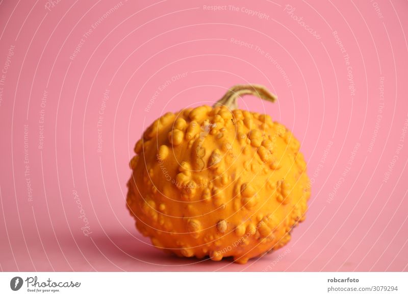 Kürbisse ideal für Halloween Gemüse Dekoration & Verzierung Erntedankfest Pflanze Herbst frisch weiß Hintergrund orange Lebensmittel reif vereinzelt