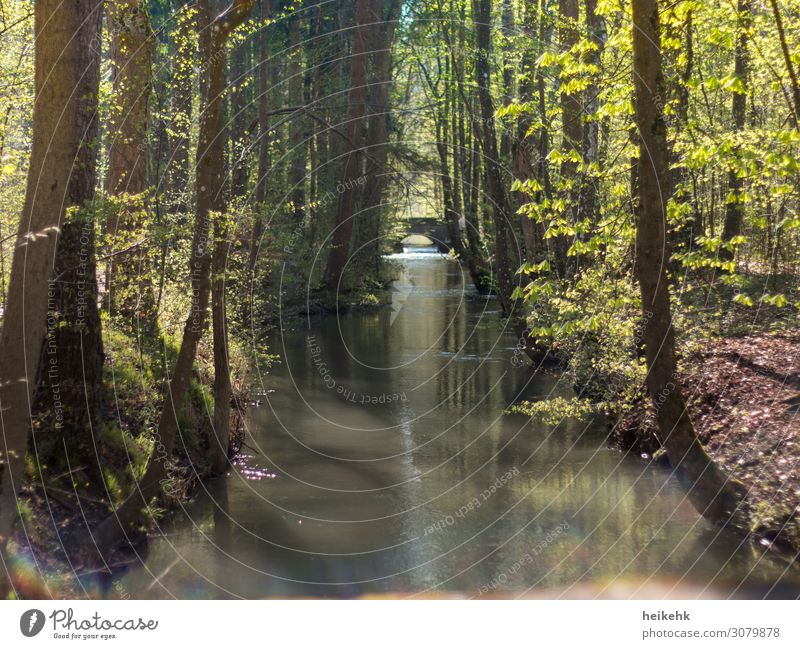 Wasser im Wald harmonisch Erholung wandern Natur Pflanze Sonnenlicht Sommer Schönes Wetter Baum Bach Augsburg Deutschland Europa Brücke positiv braun grün