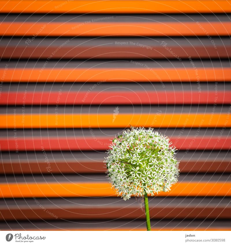 happy birthday photocase! rot rund Linien Blume Pflanze Quadrat gerade abstrakt Menschenleer gelb mehrfarbig Muster Strukturen & Formen graphisch orange