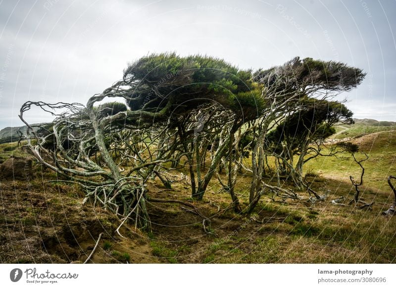 Wilde Küste Neuseeland Sturm stürmisch Baum windig wild Natur Wildnis Landschaft Ferien & Urlaub & Reisen Küstenlandschaft Naturgewalt Wind formen biegen