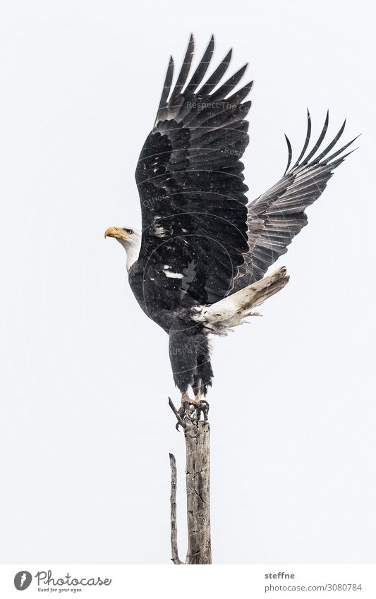 Majestät Wildtier 1 Tier außergewöhnlich Weisskopfseeadler Adler Abheben majestätisch Umweltschutz Flügel Körperhaltung Winter USA Oregon Feder selten