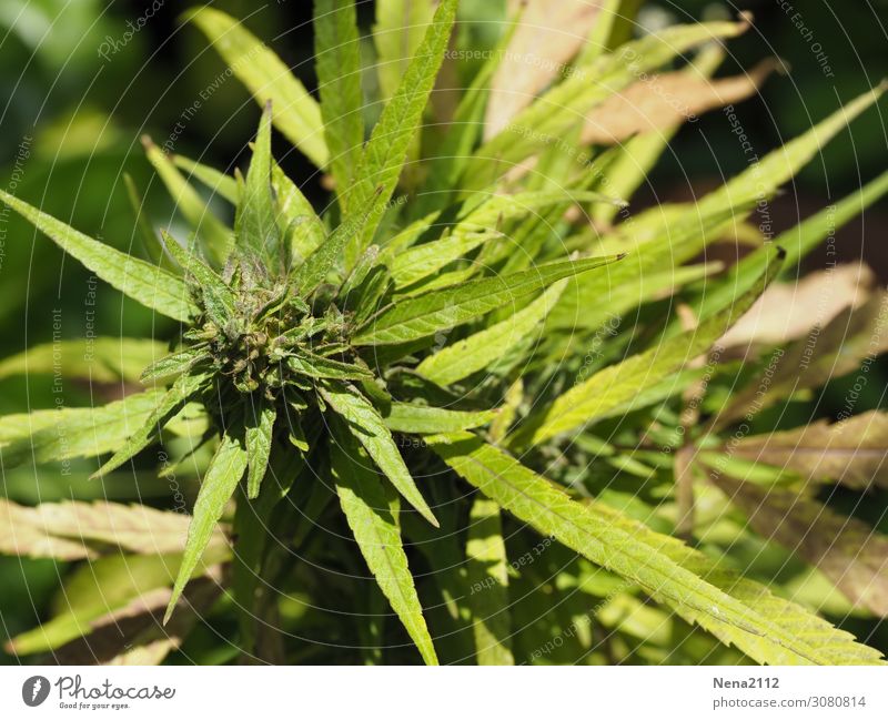 Hanf 2 Umwelt Natur Pflanze Blatt Blüte grün Abhängigkeit Cannabis Medikament Nutzpflanze Verbote ungesetzlich Industriehanf Nahrungsergänzungsmittel Rausch