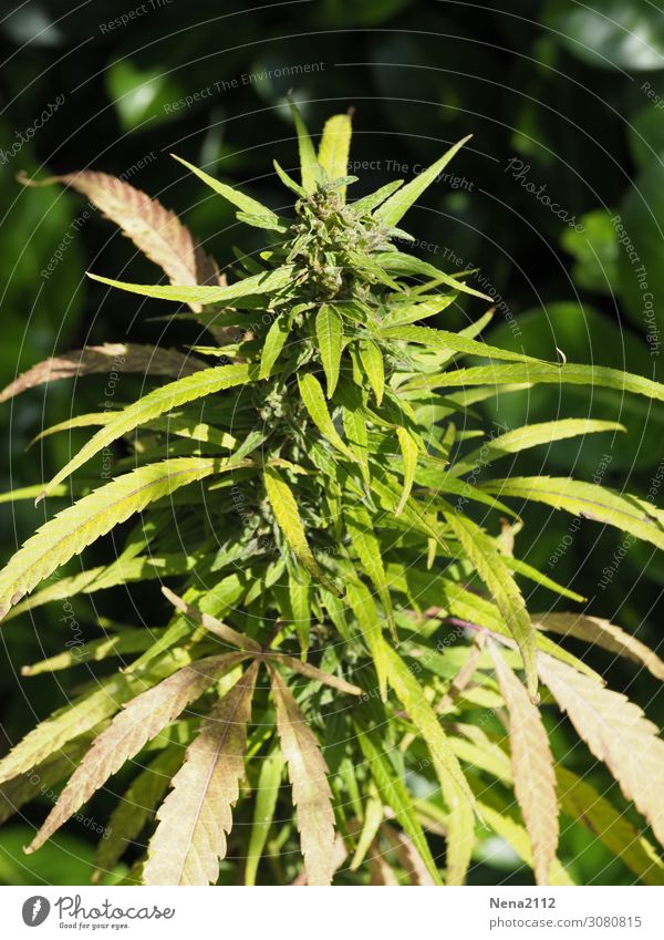 Hanf Umwelt Natur Pflanze Blatt Blüte Nutzpflanze grün Cannabis Medikament Verbote ungesetzlich Industriehanf Nahrungsergänzungsmittel Rauschmittel