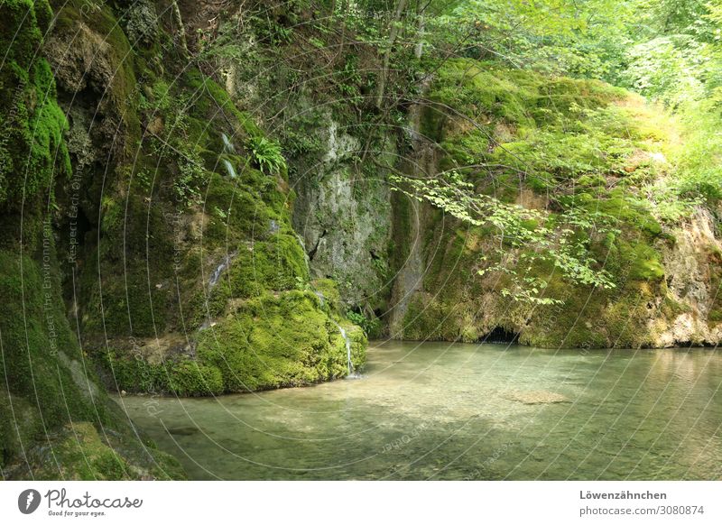 Erholung in Grün wandern Natur Landschaft Pflanze Wasser Sommer Schönes Wetter Baum Moos Farn Wald Teich Wasserfall Gütersteiner Wasserfall frisch nass