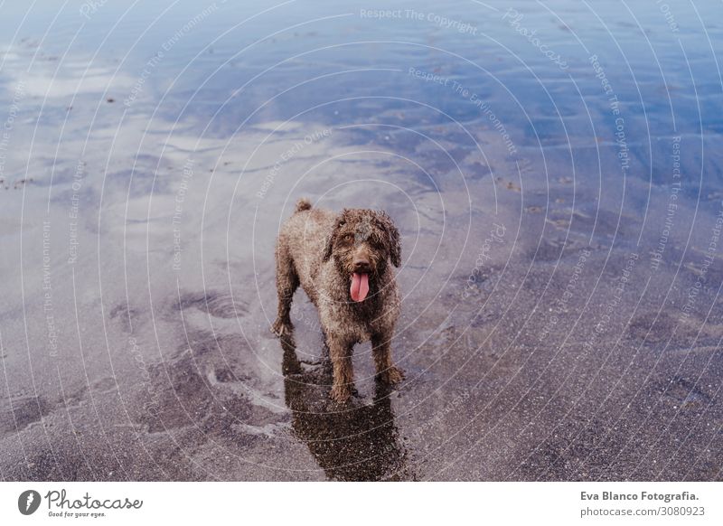 süßer brauner spanischer Wasserhund am Strand, der in die Kamera schaut. Reflexion über das Wassermeer. Haustiere im Freien und Lebensweise. Sommer-Konzept