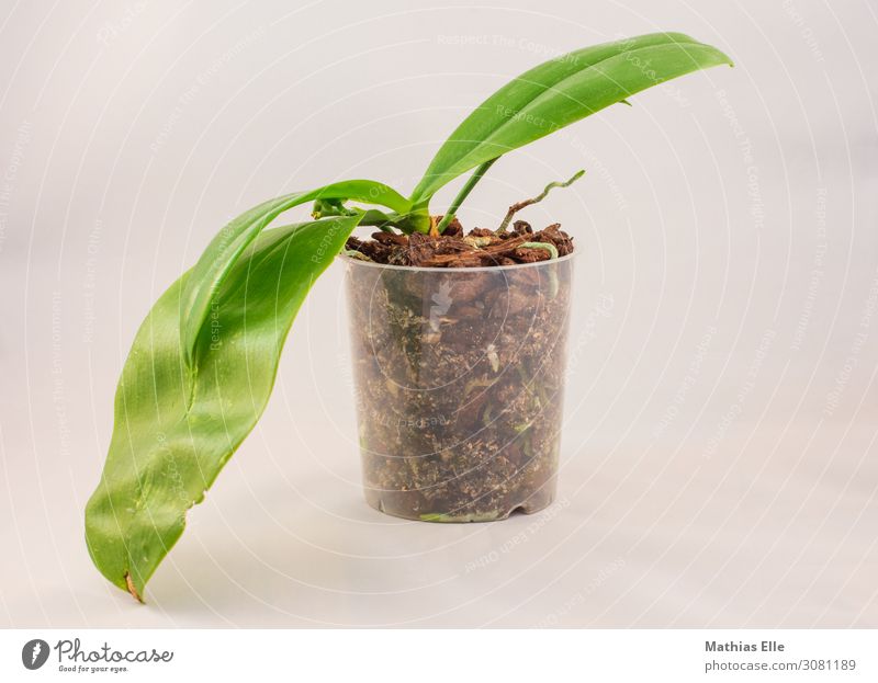 Phalaenopsis im Wachstum Dekoration & Verzierung Pflanze Blume Orchidee Blatt Grünpflanze Topfpflanze Wurzel Wurzelbildung Orchideenblüte Kunststoff exotisch