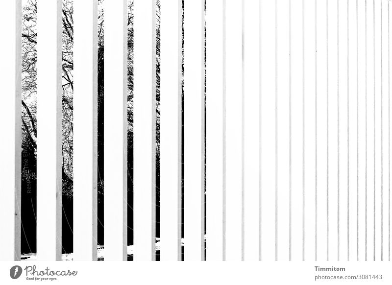 Sichtschutz Wohnung Garten Gitter Metall Linie ästhetisch kalt grau schwarz weiß Gefühle Angst aussperren Sicherheit Sträucher Zweige u. Äste Schwarzweißfoto