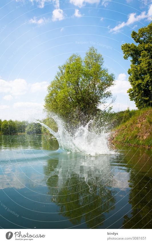 Platsch Schwimmen & Baden Sommer Natur Wasser Wassertropfen Schönes Wetter Pflanze Baum Seeufer Wasserspritzer springen authentisch einzigartig nass positiv