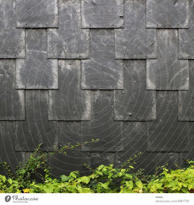 Lappentechnik | Architektur und Natur busch strauch wand hecke grünanlage wärme hitze anthrazit schwarz schindeln schiefer schieferplatte überlappen