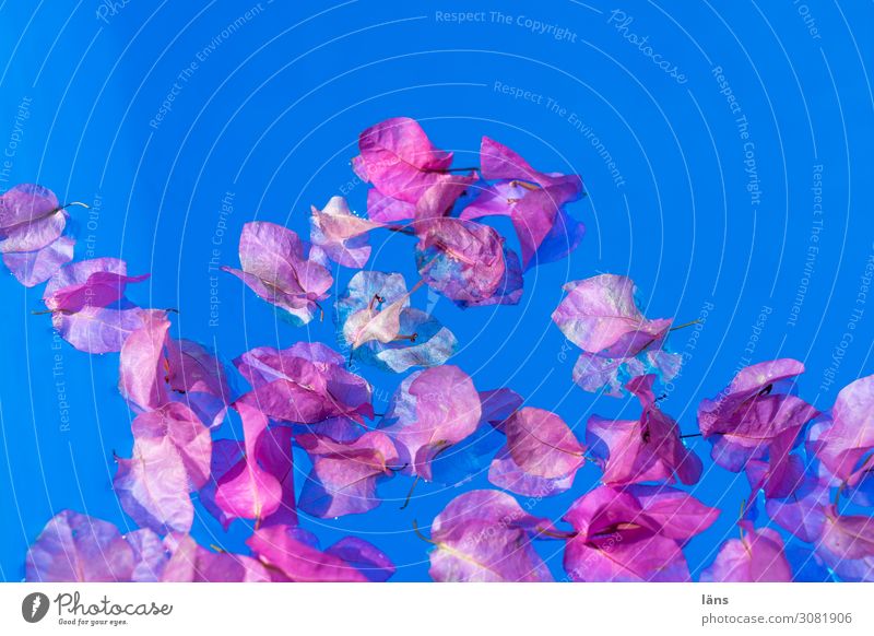 Blüten am Pool Ferien & Urlaub & Reisen Tourismus Häusliches Leben Traumhaus Griechenland Schwimmbad außergewöhnlich exotisch blau rosa Leichtigkeit