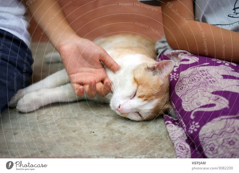 Ein glückliches Kätzchen lässt sich gerne von der Hand des Mädchens streicheln. Freude Glück Gesicht Erholung Spielen Mensch Frau Erwachsene Tier Pelzmantel