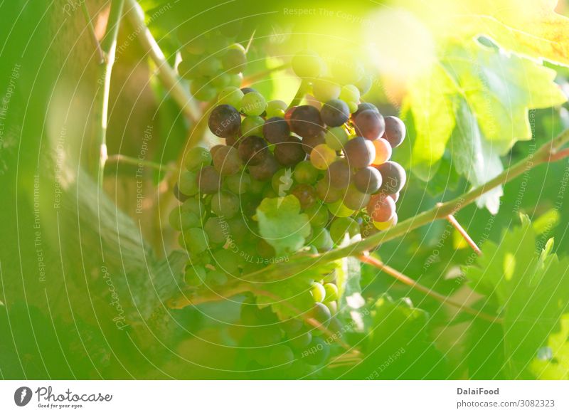 Trauben im Bioweinberg Frucht Ernährung Natur Landschaft Pflanze Herbst Tropfen Wachstum frisch saftig grün Tradition Ackerbau Hintergrund Beeren Ast Haufen