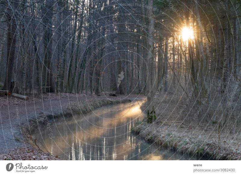 sunrise over a forest road at a stream Natur Wasser Bach frieren kalt Erwartung branches copy space creek dirt road forest path landscape morning light nobody