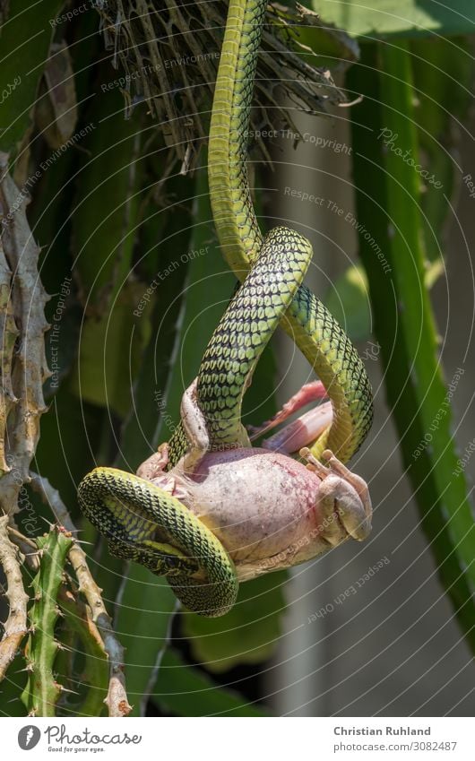 Schmuckbaumnatter (Chrysopelea paradisi) Tier Schlange Frosch Schuppen 2 Fressen exotisch schön grün rosa Appetit & Hunger Todesangst anstrengen