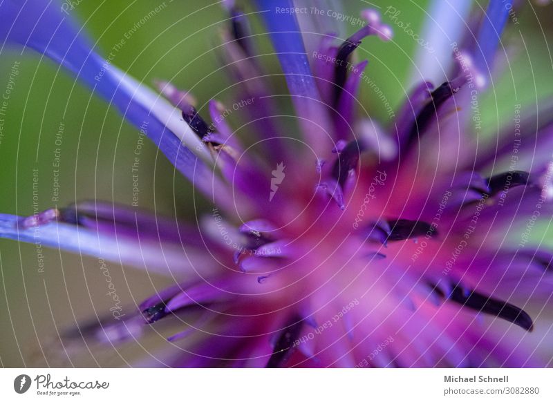 Kornblume - Nahaufnahme Umwelt Natur Pflanze Blume Kitsch mehrfarbig violett rosa Farbfoto Schwache Tiefenschärfe Vogelperspektive