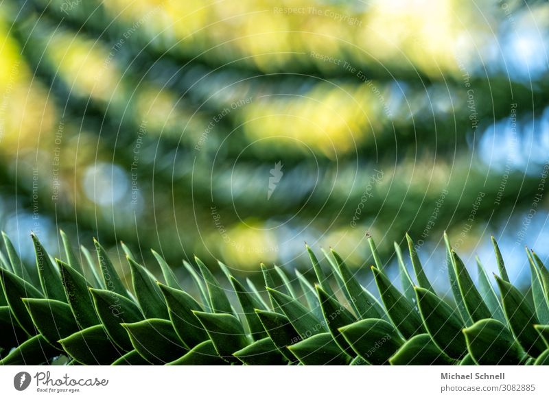 Araukarie Umwelt Natur Pflanze Baum Park stachelig gelb grün Unschärfe Farbfoto Außenaufnahme Menschenleer Textfreiraum oben Freisteller Sonnenlicht