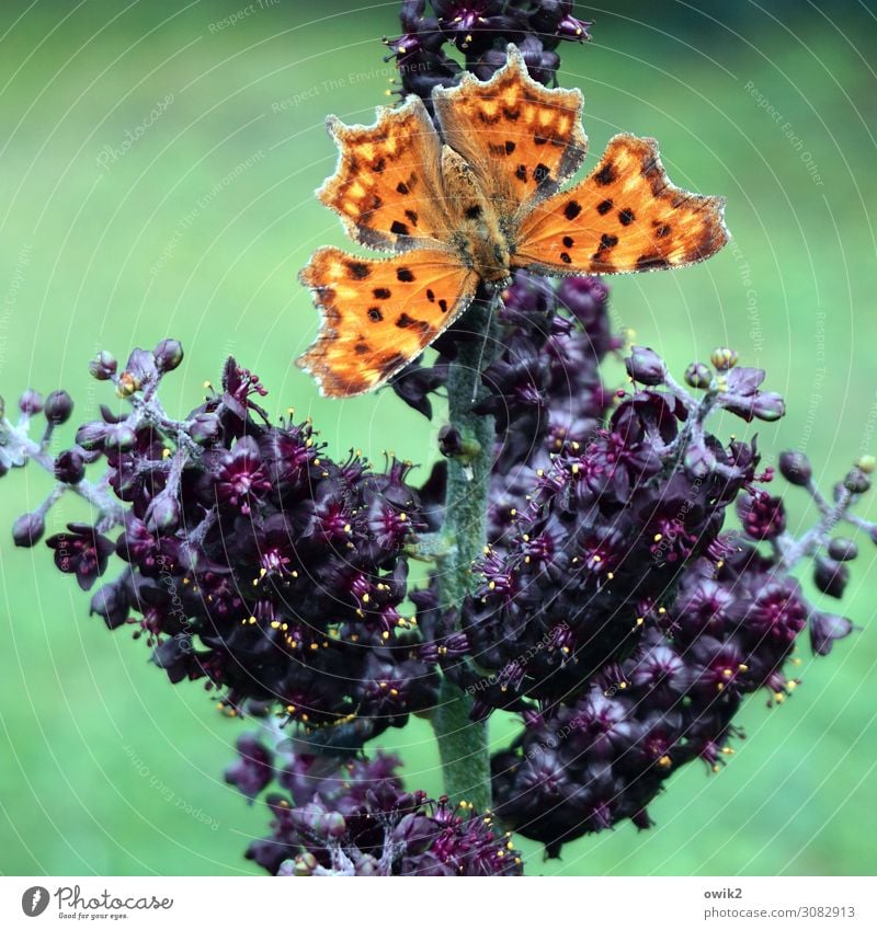 Angeber Umwelt Natur Pflanze Tier Schönes Wetter Blume Blüte exotisch Park Wiese Schmetterling 1 klein nah mehrfarbig violett orange Gelassenheit geduldig ruhig