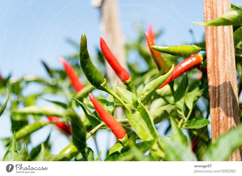 Vorsichtig scharf | feurige Schoten Lebensmittel Gemüse Peperoni Bioprodukte Vegetarische Ernährung Wachstum exotisch grün rot Paprika Scharfer Geschmack