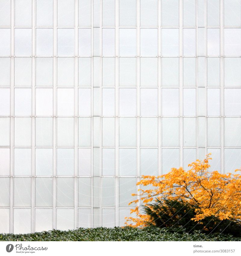 Grünanlage vor Geldanlage | Architektur und Natur busch strauch fassade wand glas hecke herbst gelb grau grünanlage fenster