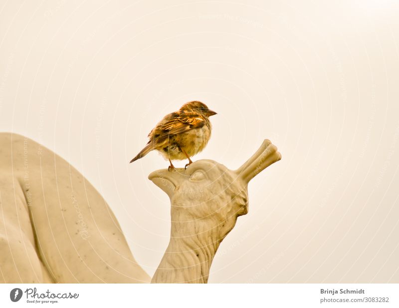 Ein kleiner Spatz sitzt auf einer Vogelstatue Kunst Skulptur Landschaft Tier Park 1 Stein Zeichen berühren fliegen Blick sitzen außergewöhnlich Freundlichkeit