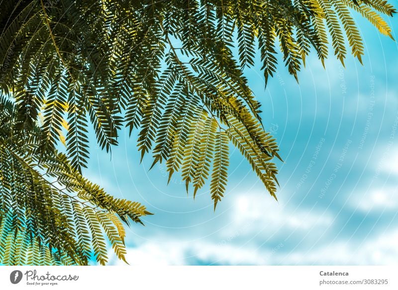 Fein gefiedert heben dich die Blätter des Jacarandas vor dem  Himmel ab Natur Pflanze Wolken Sommer Schönes Wetter Baum Blatt Trompetenbaumgewächse Garten